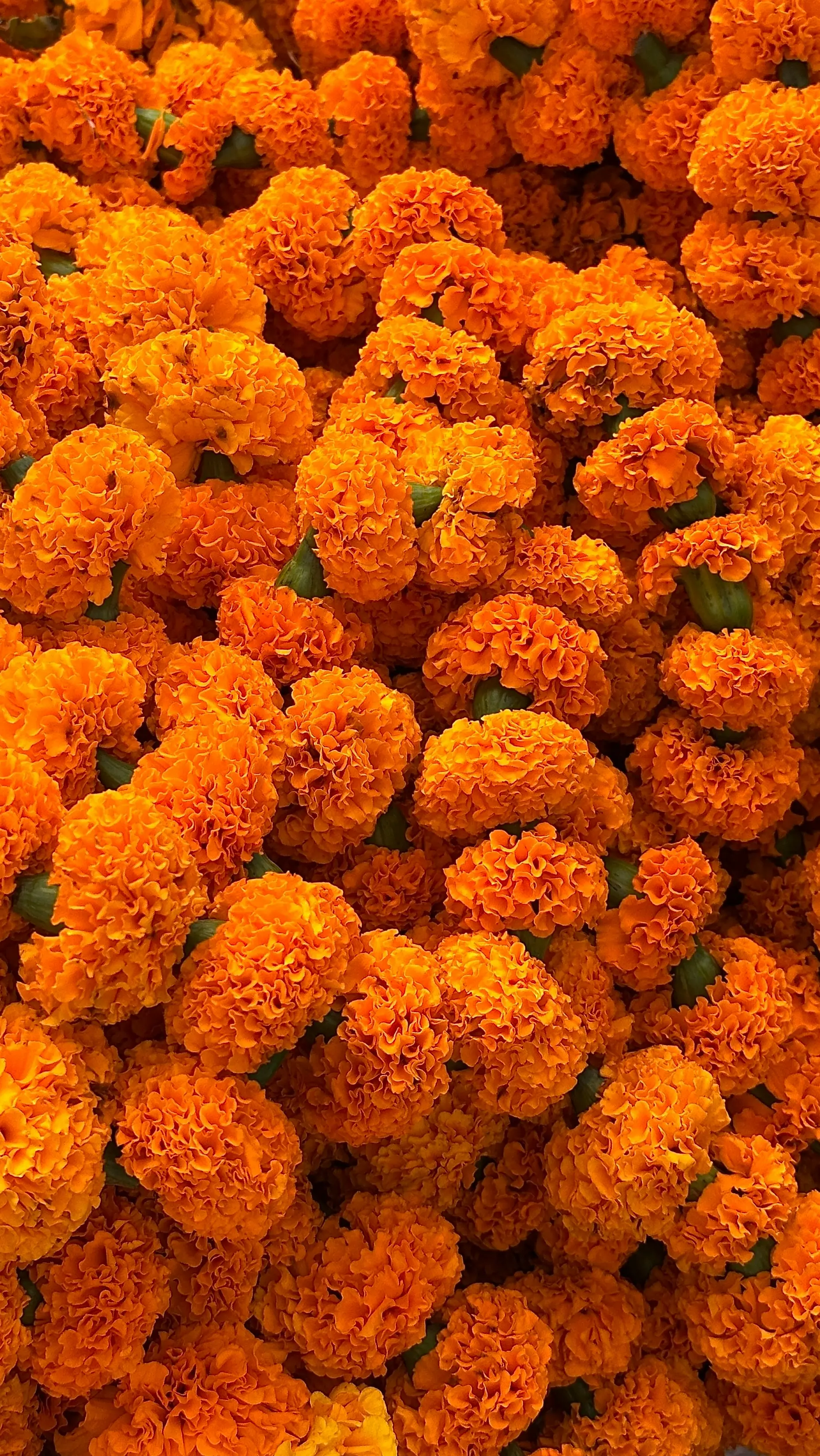 Marigold flowers